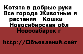 Котята в добрые руки - Все города Животные и растения » Кошки   . Новосибирская обл.,Новосибирск г.